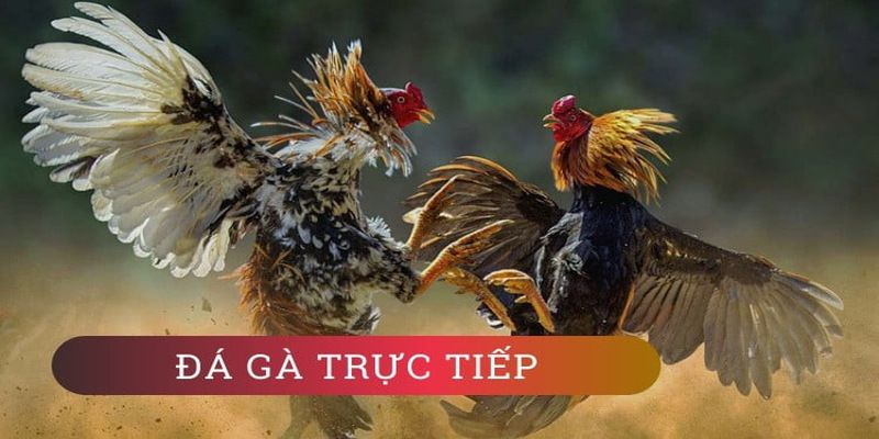 Đánh giá trò chơi giải trí trực tuyến cấp độ Bet999 - Bet999