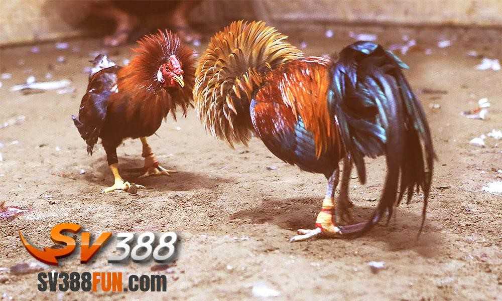 Tt128 Fish Shooting là một cổng game giải trí trực tuyến được đánh giá cao và có uy tín - Tt128